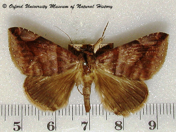 /filer/webapps/moths/media/images/T/trogosema_Dysgonia_A_OUMNH_02.jpg