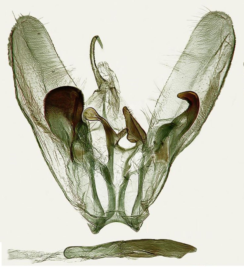 /filer/webapps/moths/media/images/T/tropeki_Picardia_GMHT_ZMJU.jpg