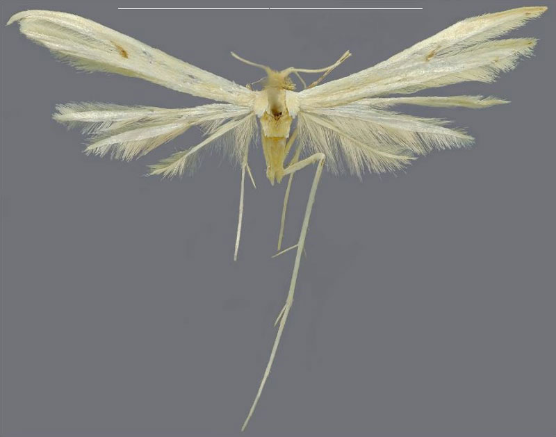 /filer/webapps/moths/media/images/T/tropeki_Picardia_HT_ZMJU.jpg