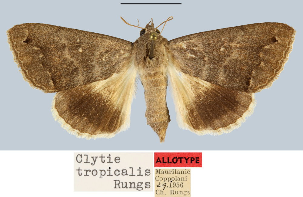 /filer/webapps/moths/media/images/T/tropicalis_Clytie_AT_MNHN.jpg