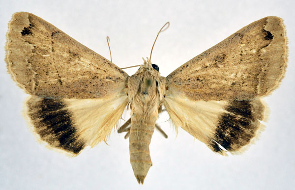 /filer/webapps/moths/media/images/T/tropicalis_Clytie_A_NHMO.jpg