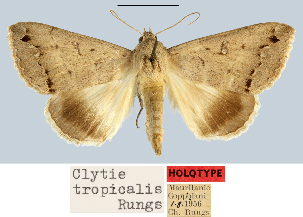 /filer/webapps/moths/media/images/T/tropicalis_Clytie_HT_MNHN.jpg