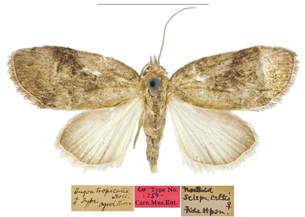 /filer/webapps/moths/media/images/T/tropicalis_Eugoa_HT_CMNH.jpg