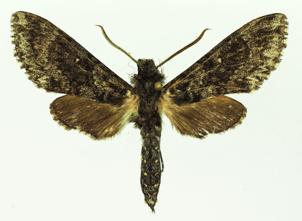 /filer/webapps/moths/media/images/T/tropicalis_Praedora_AM_Basquin_01.jpg