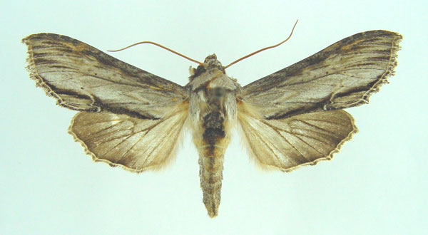/filer/webapps/moths/media/images/T/tropicarabica_Cucullia_AF_Legrain.jpg