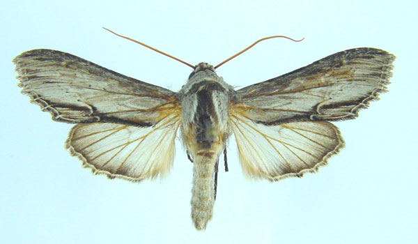 /filer/webapps/moths/media/images/T/tropicarabica_Cucullia_AM_Legrain.jpg