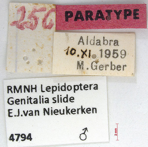/filer/webapps/moths/media/images/T/tropicatella_Stigmella_PTM_MNHNl.jpg