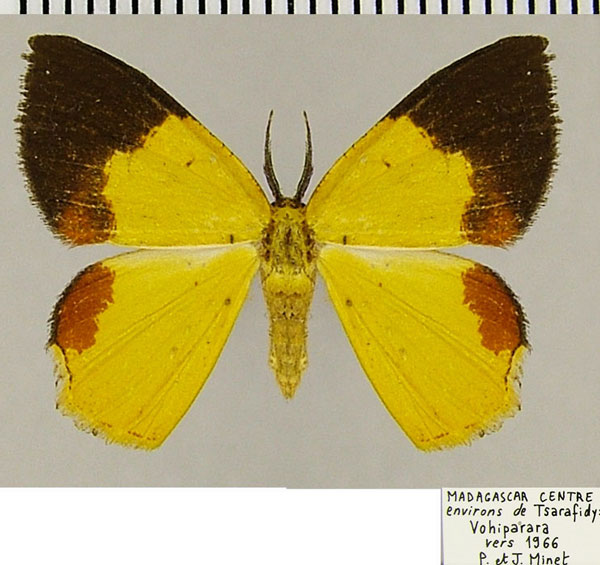 /filer/webapps/moths/media/images/T/trucidata_Xanthodura_AM_ZSM.jpg