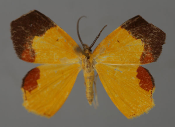 /filer/webapps/moths/media/images/T/trucidata_Xanthodura_A_ZSM_01.jpg