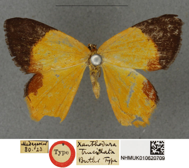 /filer/webapps/moths/media/images/T/trucidata_Xanthodura_HT_BMNHa.jpg