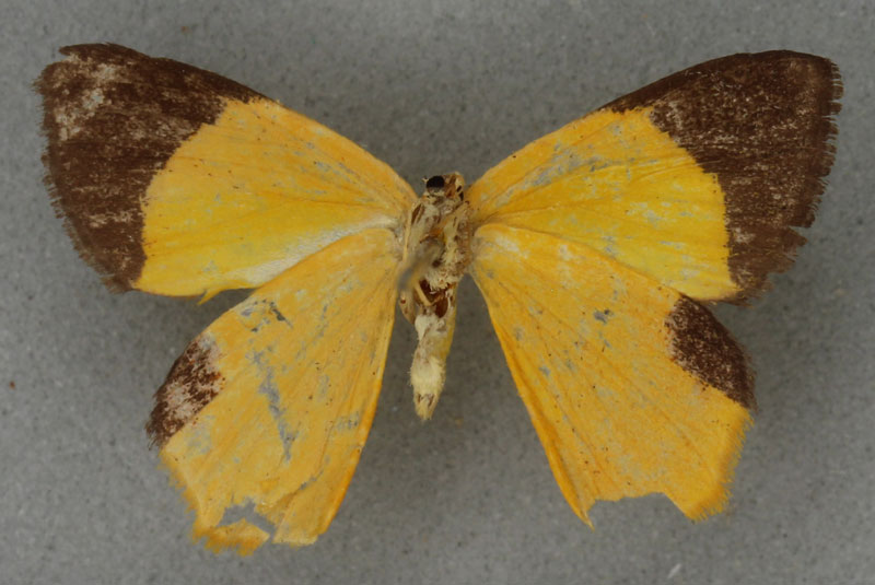 /filer/webapps/moths/media/images/T/trucidata_Xanthodura_HT_BMNHb.jpg