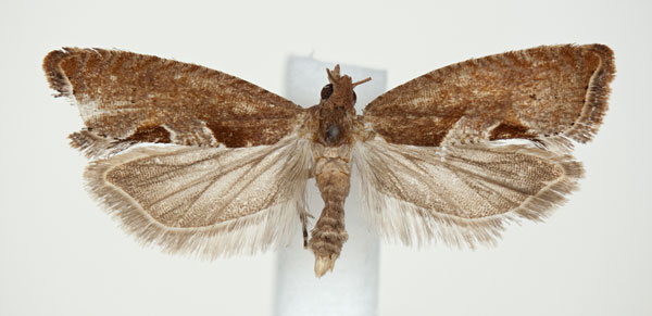 /filer/webapps/moths/media/images/T/truncana_Cosmetra_PT_NHMO.jpg