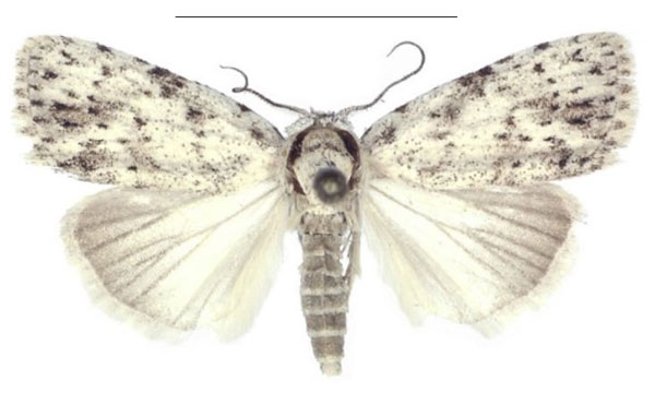 /filer/webapps/moths/media/images/T/truncata_Ezishnola_HT_ANHRT.jpg