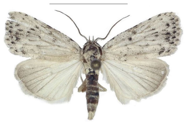 /filer/webapps/moths/media/images/T/truncata_Ezishnola_PTM_ANHRT.jpg