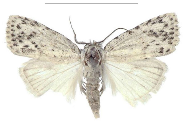 /filer/webapps/moths/media/images/T/truncata_Ezishnola_PTM_ANHRT_01.jpg