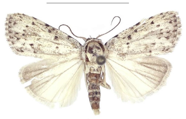 /filer/webapps/moths/media/images/T/truncata_Ezishnola_PTM_ANHRT_02.jpg