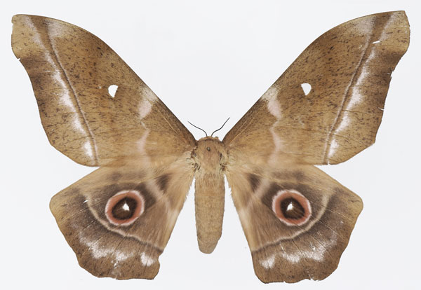 /filer/webapps/moths/media/images/T/truncata_Imbrasia_AF_Basquina.jpg