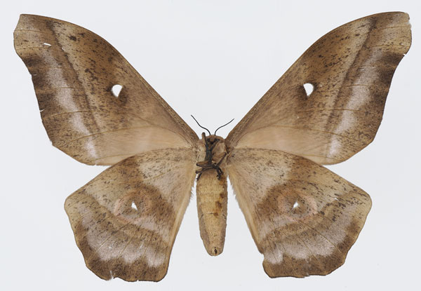 /filer/webapps/moths/media/images/T/truncata_Imbrasia_AF_Basquinb.jpg
