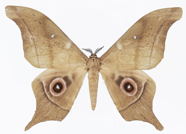 /filer/webapps/moths/media/images/T/truncata_Imbrasia_AM_Basquina.jpg