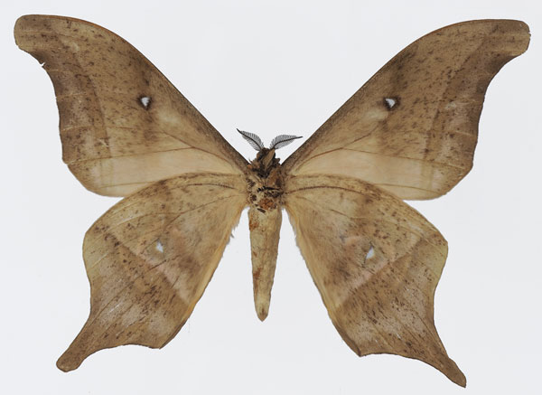 /filer/webapps/moths/media/images/T/truncata_Imbrasia_AM_Basquinb.jpg