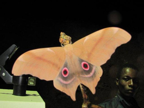 /filer/webapps/moths/media/images/T/truncata_Imbrasia_A_Stanton.jpg