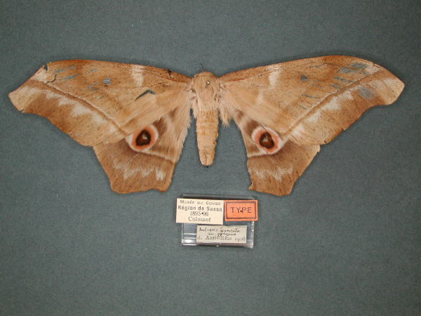 /filer/webapps/moths/media/images/T/truncata_Imbrasia_HT_RMCA_01.jpg