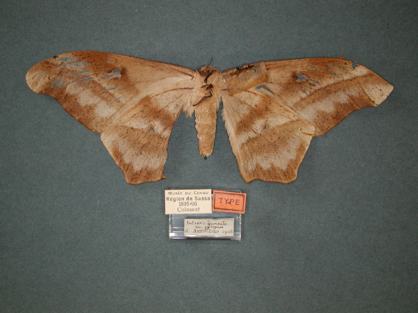 /filer/webapps/moths/media/images/T/truncata_Imbrasia_HT_RMCA_02.jpg