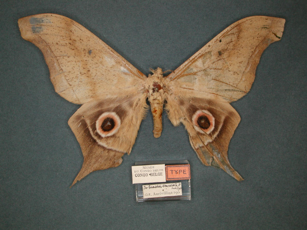 /filer/webapps/moths/media/images/T/truncata_Imbrasia_PT_RMCA_01.jpg