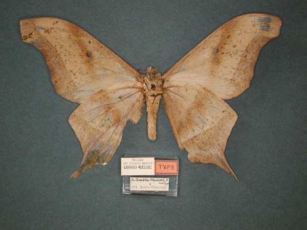 /filer/webapps/moths/media/images/T/truncata_Imbrasia_PT_RMCA_02.jpg
