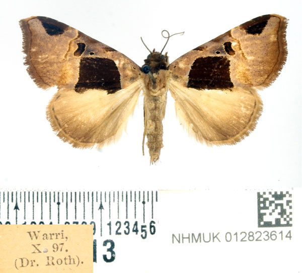 /filer/webapps/moths/media/images/T/truncata_Marcipa_AF_BMNH.jpg