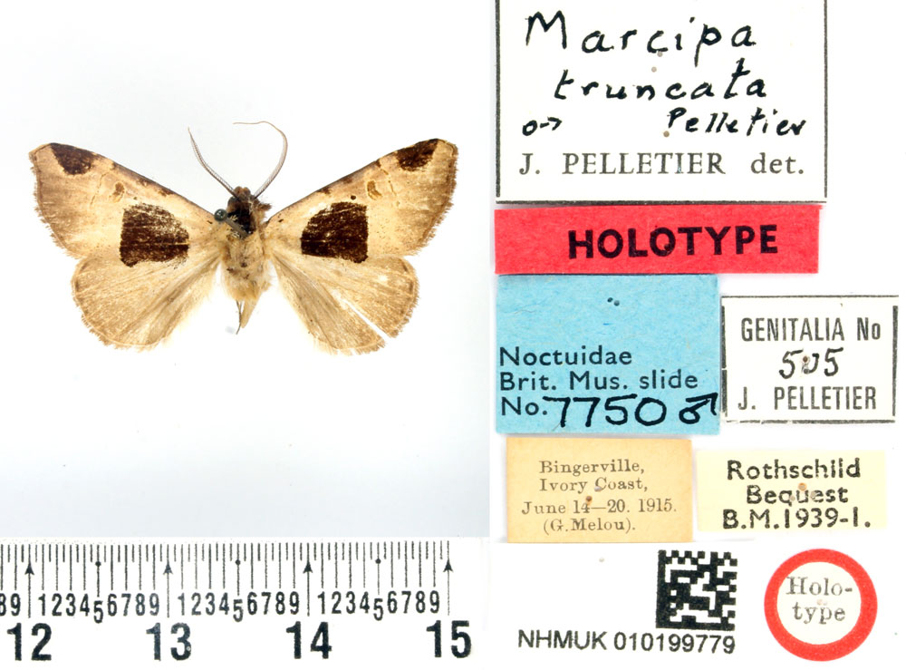 /filer/webapps/moths/media/images/T/truncata_Marcipa_HT_BMNH.jpg