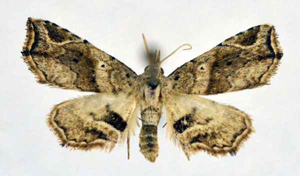 /filer/webapps/moths/media/images/T/truncataria_Tetracme_A_NHMO.jpg