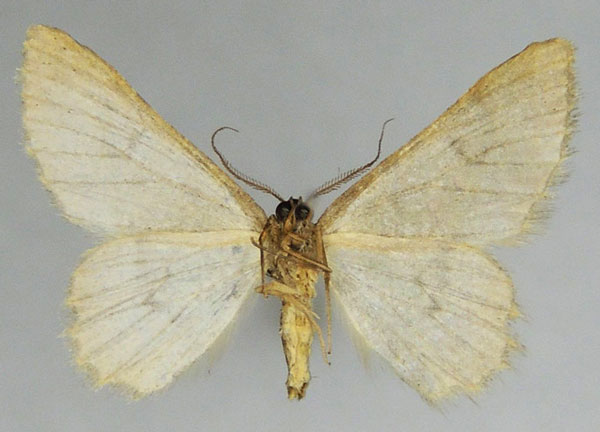 /filer/webapps/moths/media/images/T/truncatipennis_Gnophos_AM_ZSMb.jpg