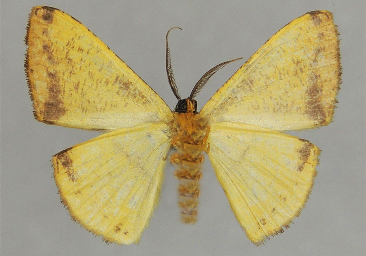 /filer/webapps/moths/media/images/T/truncativalvis_Pigiopsis_HT_ZSMb.jpg