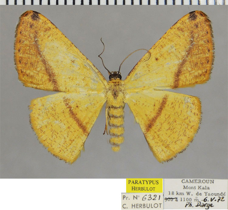 /filer/webapps/moths/media/images/T/truncativalvis_Pigiopsis_PTF_ZSM.jpg