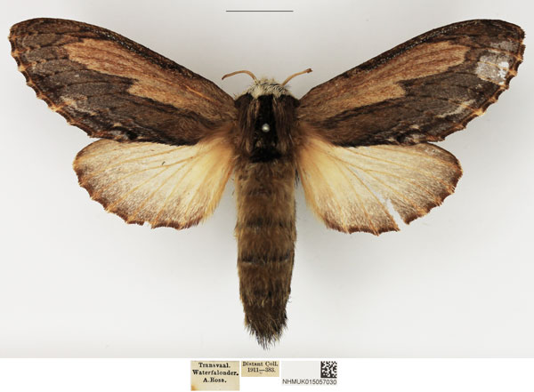 /filer/webapps/moths/media/images/T/truncatum_Braura_AF_NHMUK.jpg