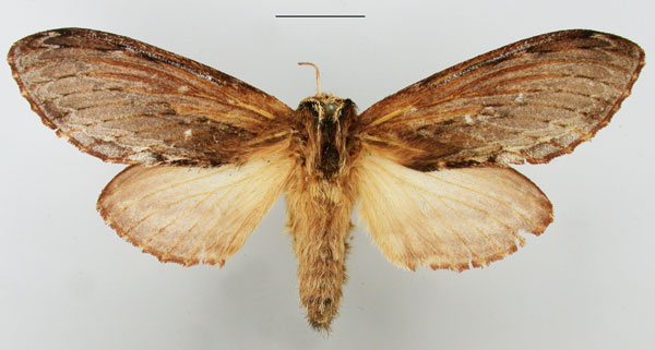 /filer/webapps/moths/media/images/T/truncatum_Braura_AF_TMSA.jpg