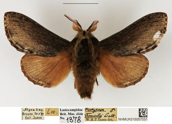 /filer/webapps/moths/media/images/T/truncatum_Braura_AM_NHMUK.jpg