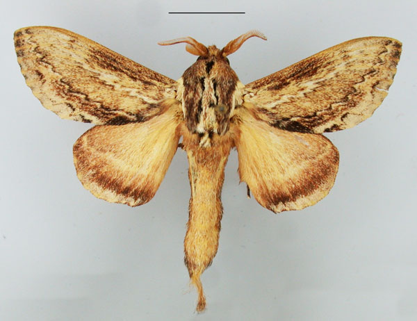 /filer/webapps/moths/media/images/T/truncatum_Braura_AM_TMSA_01.jpg