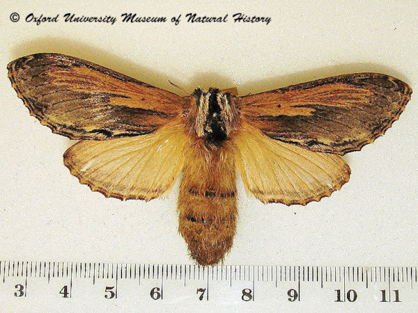 /filer/webapps/moths/media/images/T/truncatum_Braura_A_OUMNH.jpg
