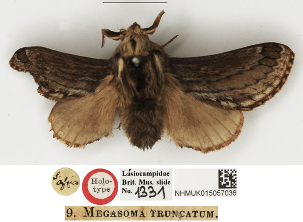 /filer/webapps/moths/media/images/T/truncatum_Megasoma_HT_NHMUK.jpg