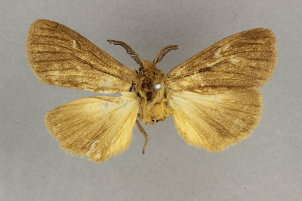 /filer/webapps/moths/media/images/T/truncatum_Popoudina_HT_BMNH.jpg