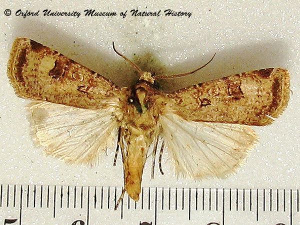 /filer/webapps/moths/media/images/T/trux_Agrotis_A_OUMNH_01.jpg