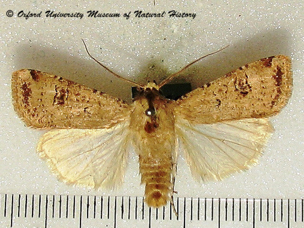/filer/webapps/moths/media/images/T/trux_Agrotis_A_OUMNH_02.jpg