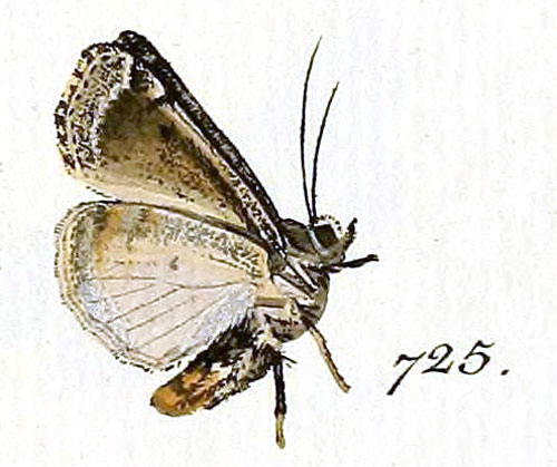/filer/webapps/moths/media/images/T/trux_Agrotis_Hubner_725.jpg