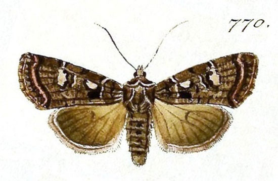 /filer/webapps/moths/media/images/T/trux_Agrotis_Hubner_770.jpg