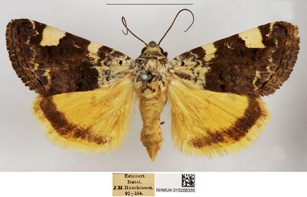 /filer/webapps/moths/media/images/T/trychaenoides_Acontia_AF_NHMUK.jpg