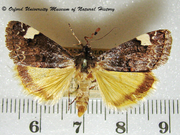 /filer/webapps/moths/media/images/T/trychaenoides_Acontia_A_OUMNH.jpg