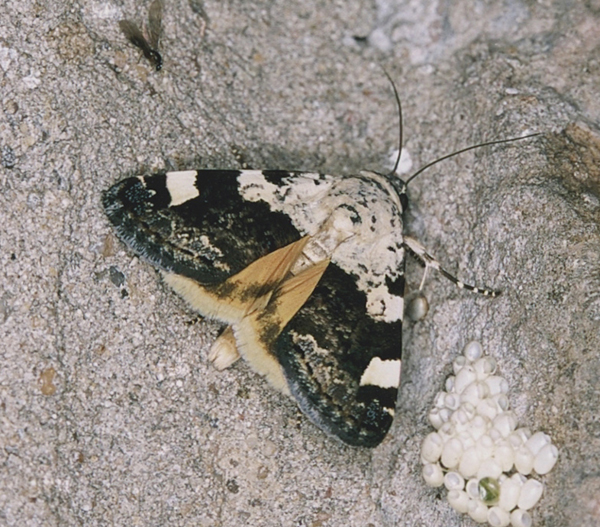 /filer/webapps/moths/media/images/T/trychaenoides_Acontia_A_Roland_01.jpg