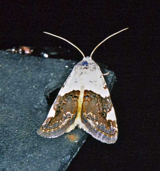 /filer/webapps/moths/media/images/T/trychaenoides_Acontia_A_Roland_01_w20jMNN.jpg